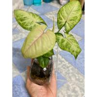 ราคา #ต้นออมเงิน #ต้นออมทอง #ต้นไม้ในขวดแก้ว (16395324282)