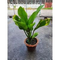 ราคา ต้นเศรษฐีวิลสันต้นไม้มงคลโชคลาภ (15203278518)