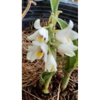 ราคา ว่านจูงนาง กล้วยไม้ดินว่านจูงนางดอกสีขาวหรือดอกสีเขียวส่งเป็นหัวงอกพร้อมปลูก (19248833583)