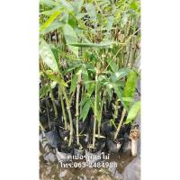 ราคา ไผ่กิมซุง คัดต้นสวยๆ ต้นส่ง 80-90ซม. (40608464532)
