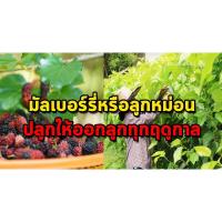 ราคา ต้นมัลเบอร์รี่ เชียงใหมา60 หรือ หม่อน ผลไม้หนึ่งในตระกูลเบอร์รี่ ปลูกง่าย พร้อมลงดิน (7153525160)