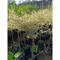 ราคา ต้นหูกระจงด่าง/เสียบยอด (24079791456)