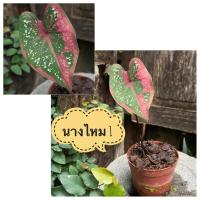 ราคา นางไหม หนุมาน บอนสีนางไหม บอนสีหนุมาน บอนสีหายาก (11762930312)