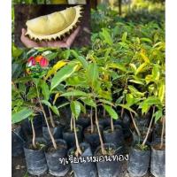 ราคา ต้นทุเรียนหมอนทอง ทุเรียนหมอนทอง เสียบยอด (18135554763)