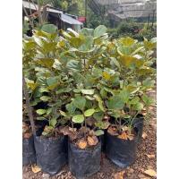 ราคา ต้นสาริกาลิ้นทอง ไม้มงคล (11855371763)