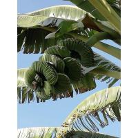 ราคา หน่อกล้วยเทพพนม พร้อมปลูก แท้แน่นอนไม่ต้องลุ้น กล้วยแปลก กล้วยหายาก ขุดสด (16272486575)