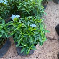 ราคา พุดศุภโชค ไม้ดอกทนเเดด (5336120734)