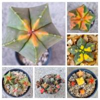ราคา Astrophytum myriostigma หัวสี (23233178555)