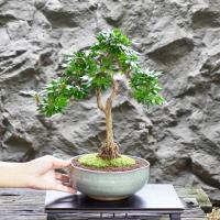 ราคา ♥︎ | บอนไซจิ๋ว พู่จอมพล ⋆˚ ˚⋆ ((พร้อมส่ง✅)) มีวิธีการดูแล+ปุ๋ยแถมไปให้ค่ะ〰️ (26516713630)