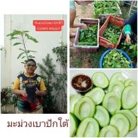 ราคา #ต้นมะม่วงเบาปักใต้ แท้ #มะม่วงเบา (4417022614)