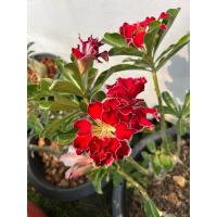 ราคา ชวนชม คละต้น 5 ต้น พันธุ์สวยๆ (28127287979)