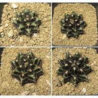 ราคา ยิมโนด่าง ยิมโนไม้เมล็ด ยิมโนหน้าแปลก (8393916440)