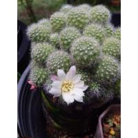 ราคา รีบูเทีย ดอกสีขาว กระถาง 2.5 นิ้ว ต้นขนาดเล็ก (47100410935)