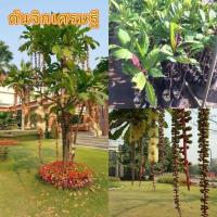 ราคา ต้นจิกเศรษฐี ไม้ดอกห้อยระย้า สีสวย มีกลิ่นหอม ปลูกได้ในทุกสภาพพื้นดิน (42274935654)