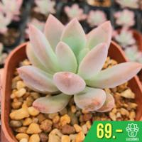 ราคา Echeveria Opalina กุหลาบหินนำเข้า ไม้อวบน้ำ. Imported Live Succulents plant (5420145645)
