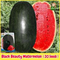 ราคา ปลูกง่าย เมล็ดพันธุ์ แตงโมดำ บรรจุ 20เมล็ด Giant Black Beauty Watermelon Seeds Fruit Seeds for Planting (28566717779)