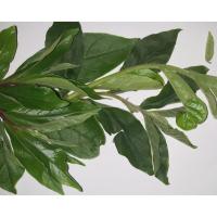 ราคา ต้นพันธุ์ บ่าเหม้า หมากเม่า มะเม่า พร้อมปลูก 39 บาท แกงเห็ดถอบใส่ใบมะเม่า (26175713468)