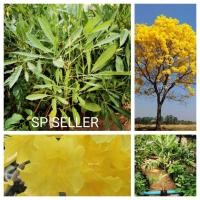 ราคา ต้นเหลืองปรีดียาธร (1​ชุด 2​ต้น)​ (8291186669)