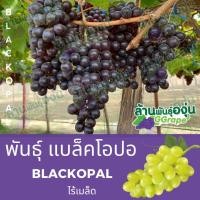 ราคา ต้นพันธุ์องุ่น พันธุ์แบล็คโอปอ ไร้เมล็ด (42158536610)