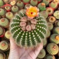 ราคา แคคตัส❗❗โนโต ติดตุ่ม ดอกหนามแดง (10917554093)