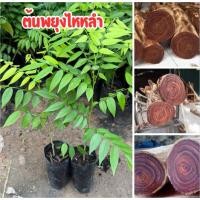 ราคา ต้นพยุงไหหลำ 4 ต้น 80 บาท พร้อมปลูก พร้อมส่ง (41804705176)