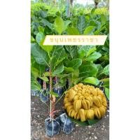 ราคา ต้นขนุนเพชรราชา กิ่งทาบ (24922421505)