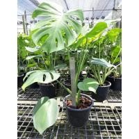 ราคา (ไซส์ M)ฟิโลเดนดรอน มอนสเตอร่า ไจแอ้นท์ หรือ Monstera deliciosa ไม้ใบ ไม้ฟอกอากาศ [ฟิโล มอนสเตอร์ร่า Monstera Giant] (8956422007)