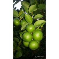 ราคา อินทรีย์็ด ใหม่็ด ขายกิ่งใหม่มะนาวแป้นสุขประเสริฐบางน้ำเปรี้ยวทนโรคแคงเกอร์เล็กน้อยกินหอม 8 เดือนให้ผลผลิตใหม่ง่ ดอก (23532725380)