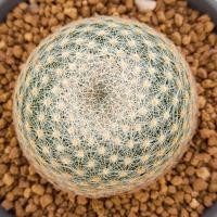 ราคา Cake Cactus Farm กระบองเพชร mammillaria lenta แมม เลนต้า ไม้เมล็ด (8214278092)