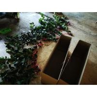 ราคา กิ่งพันธ์มะนาวแป้นพวงบ้านแพ้วแท้ๆ (8418024718)