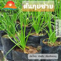 ราคา ต้นกุยช่าย กุยช่าย ต้นไม้ ไม้ผล ต้นพันธ์ เมล็ดพันธ์ พันธุ์ไม้ ไม้มงคล ไม้ฟอกอากาศ เมล็ดพันธุ์ สวนเขาหมาก ขนมกุยช่าย ผ... (3737346915)