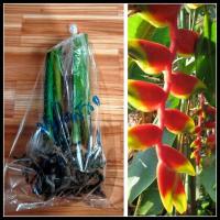 ราคา เฮลิโคเนีย 1-3หน่อ เฮลิโคเนียรอสตาต้า บรรไดสวรรค์ Heliconia rostrata ให้เลือก บันไดสวรรค์ สร้อยกัทรี (15597268971)