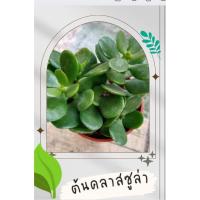 ราคา ต้นคลาสซูล่า ต้นดูดทรัพย์ กิ่งละ 5 บาท (23371659275)