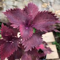 ราคา ต้นฤาษีผสม สีสวย (4483457831)