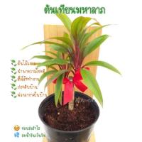ราคา ต้นเทียนมหาลาภ ไม้มงคล มีโบว์ สำหรับตั้งโต๊ะ น่ารักมาก (2218921161)