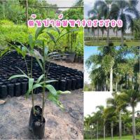 ราคา #ต้นกล้าปาล์มหางกระรอก️ (ต้นละ30บาท)ต้นแข็งแรงพร้อมปลุกปาล์มหางกระรอกเป็นไม้ประดับสวยงามนิยมปลูกในบ้านเรือน (28712600617)