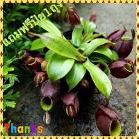 ราคา ต้นหม้อข้าวหม้อแกงลิง ไม้กินแมลง ต้นไม้กินแมลง (20063063739)