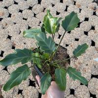 ราคา (ลด5%ทั้งร้าน)ฟิโลเดนดรอน “ซานาดู” #ไม้ฟอกอากาศ (4544628200)