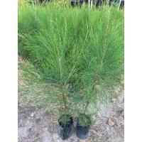 ราคา ต้นสนประดิพัทธ์ สนทะเล ปลูกง่าย ทนแดด (สูง 100-120cm) (29023661076)