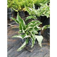 ราคา ต้นว่านมหาเสน่ห์เมตตามหานิยมโชคลาภ (8971185260)