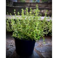 ราคา เลมอนไทม์ Lemon Thyme or Citrus Thyme ใบไทม์ที่มีกลิ่นคล้ายเลมอนหรือพืชตระกูลซิตรัส ผสมไทม์ หรือมีกลิ่นคล้ายตะไคร้อ่อนๆ (24489356229)
