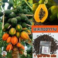 ราคา เมล็ดพันธุ์มะละกอฮาวาย มีรสชาติหวานเป็นเอกลักษณ์ เปลือกมีสีเหลือง ผลคล้ายโกโก้ (23963203935)