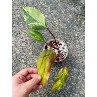 ราคา philodendron red emerald / philodendron strawberry shake ฟิโลเดนดรอน (9516565439)