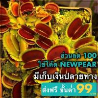 ราคา ต้นไม้กินแมลง กาบหอยแครงฟันฉลาม (368664105)