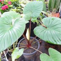 ราคา ว่านเสน่ห์จันทร์แดงโกเมนพร้อมลงดิน (11417985101)