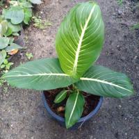 ราคา ต้นเสริมบารมีหรือต้นบารมีรัตนโกสินทร์ไม้มงคลปลูกเสริมบารมีขนาดต้นสูง30-40ซม(1ต้น) (5323758604)