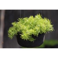 ราคา ต้นเศรษฐีแพรทอง กระถางแขวน 7 นิ้ว (3279957889)