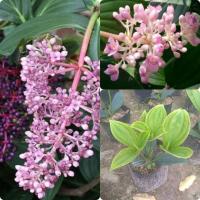 ราคา ไข่มุกอันดามันไม้มงคลออกดอกตลอดปี (6255475403)