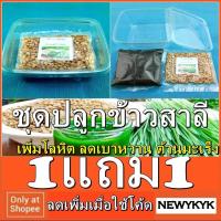 ราคา โปร 1แถม 1ชุดปลูก ต้นอ่อนข้าวสาลี เมล็ด ออร์แกนิค ออสเตรเลียแท้ หญ้าแมว ชุด เมล็ด ดิน ถ้วยพร้อมปลูก ข้าวสาลี วีทกราส162 (1758529481)