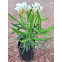 ราคา ต้นยี่โถแคระสีขาว ไม้ประดับต้นเตี้ยดอกสีขาวสวยติดดอกดก (28780312835)